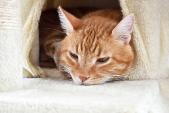 cat beds