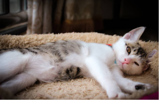 Cat Beds Warm Winter Design