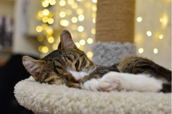 Cat Beds Luxury Fluffy Style