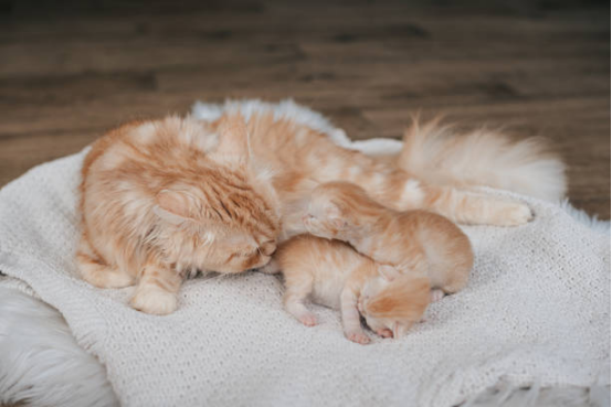 Cat Beds Comfortable Sleep Zone