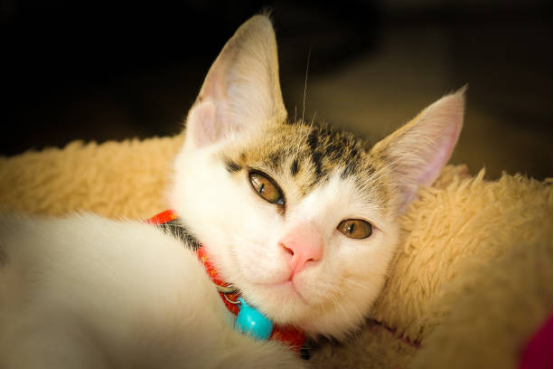 Cat Beds Cute Ears Design