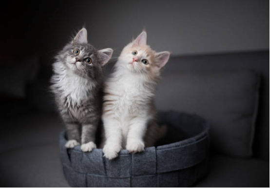 Cat Beds Raised Edge Comfort