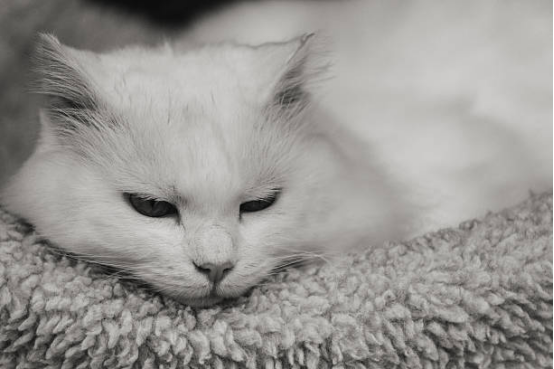 Cat Beds Stylish Home Look