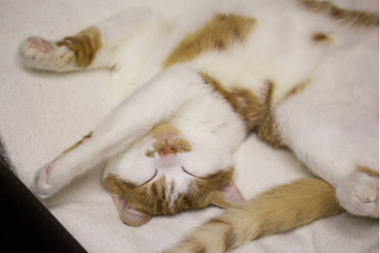 Cat Beds Deep Sleep Cushion
