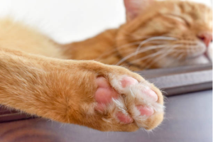 Cat Beds Self Warming Material
