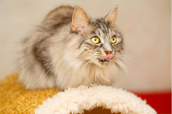 Cat Beds Soft Donut Shape Design