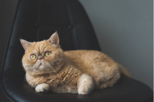 Cat Beds Cozy Plush Sleeping Nest
