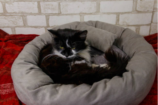 Cat Beds Elevated Hammock Design