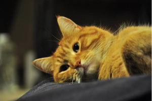 Cat Beds Modern Minimalist Style