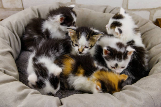 Cat Beds Cute Cat Ear Shape