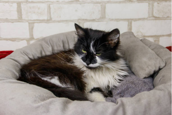 Cat Beds for Indoor Kittens