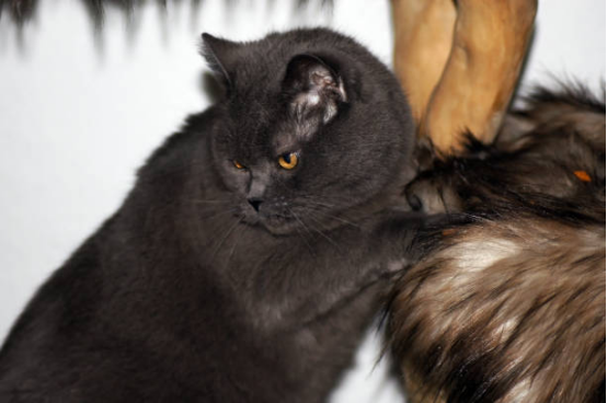Cat Beds Calming Anti Anxiety Design