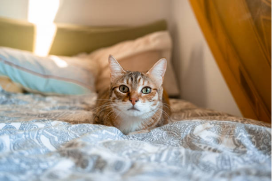 Cat Beds Washable Cat Nest