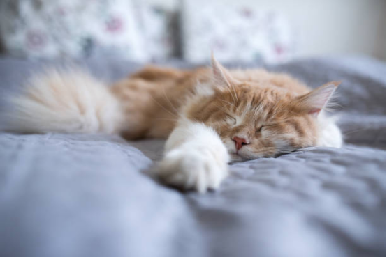 Cat Beds for Indoor Cats