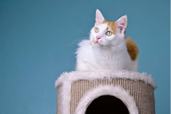 Cat Beds with Hooded Design