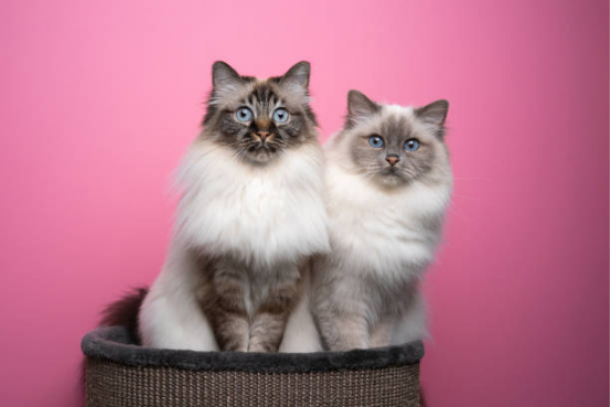 Cat Beds with Warm Fleece