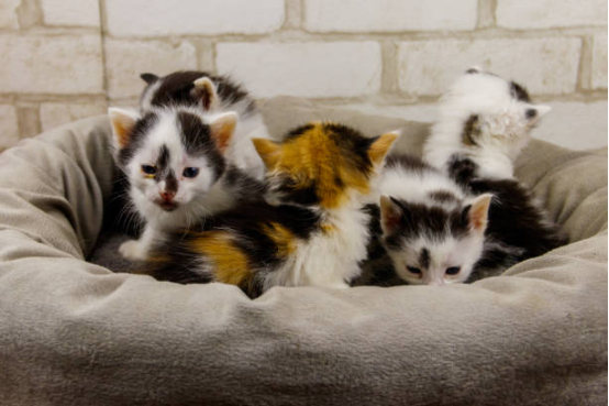 Large Cat Beds for Multiple Cats