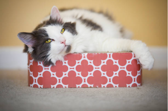 Luxury Cat Beds for Cats