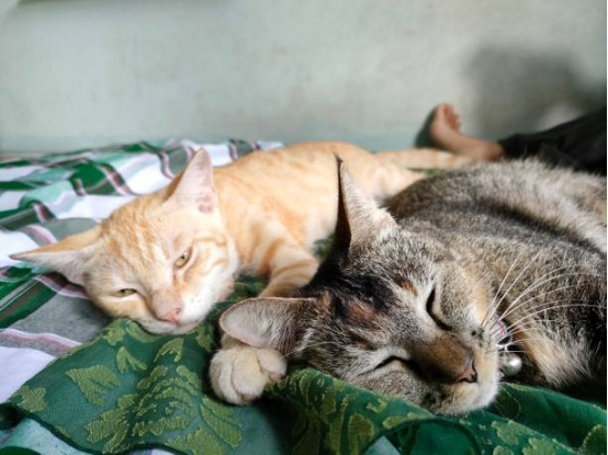 Modern Cat Beds for Home