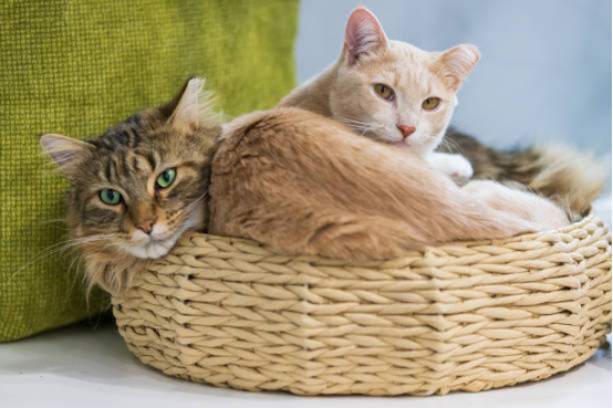 Plush Cat Beds for Sleeping