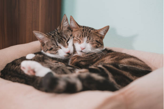 Stylish Cat Beds for Living Room