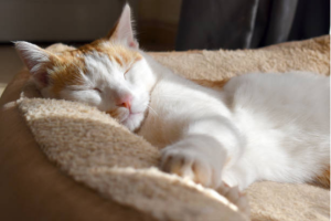 cat beds cozy corner for cats