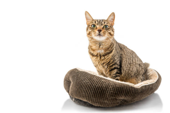 cat beds luxury cat furniture