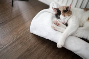 cat beds cat sleeping peacefully