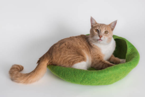 Image showing cat beds