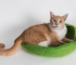 Image showing cat beds
