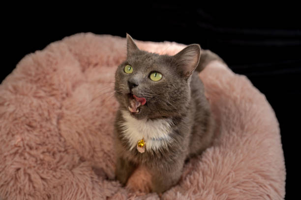 Image showing cat beds