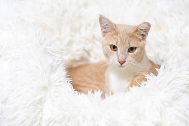 Image showing cat beds