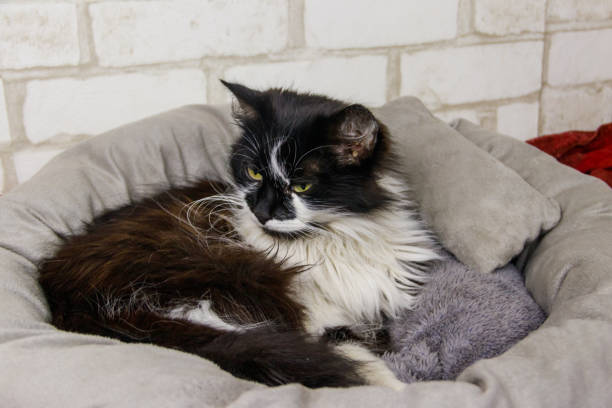 Image showing cat beds