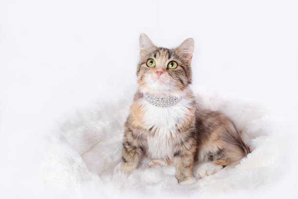 Image showing cat beds