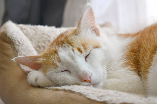 Image showing cat beds