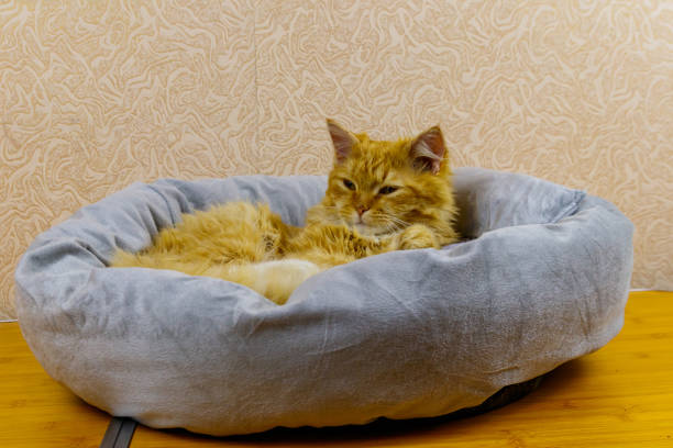 Image showing cat beds